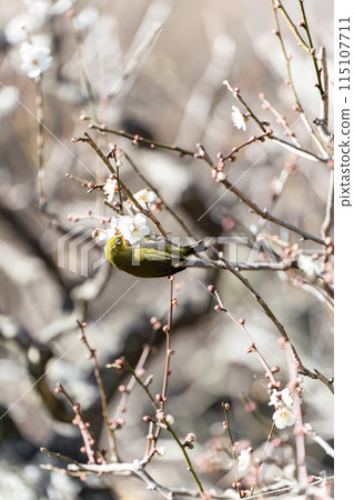 Umejiro among red plums Umejiro among red plums 115107711
