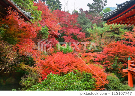 Bishamon-do Garden in Yamashina Ward, Kyoto City, dyed bright red Bishamon-do Garden in Yamashina Ward, Kyoto City, dyed bright red 115107747