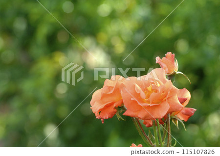 玫瑰花園裡的花 玫瑰花園裡的花 115107826