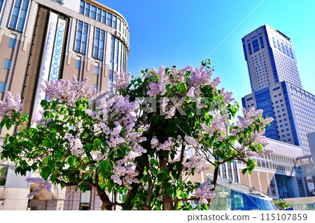 札幌市的象徵樹紫丁香和札幌車站週邊的風景 札幌市的象徵樹紫丁香和札幌車站週邊的風景 115107859