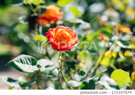 Orange's Rose 115107874