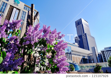 札幌市的象徵樹紫丁香和札幌車站週邊的風景 札幌市的象徵樹紫丁香和札幌車站週邊的風景 115107926