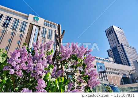 The symbolic tree of Sapporo, the lilac, and the scenery around Sapporo Station The symbolic tree of Sapporo, the lilac, and the scenery around Sapporo Station 115107931