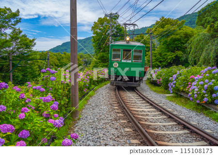 繡球花開箱根登山鐵道 115108173