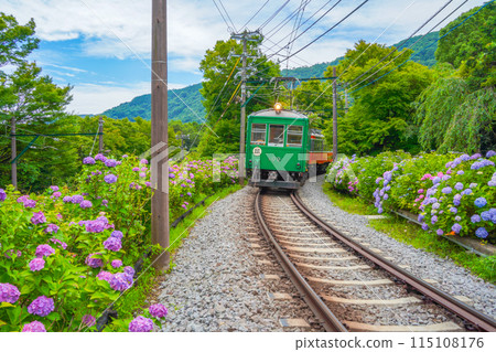 Hydrangea blooming Hakone Tozan Railway Hydrangea blooming Hakone Tozan Railway 115108176