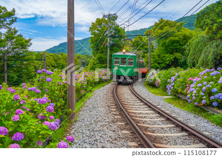 Hydrangea blooming Hakone Tozan Railway 115108177