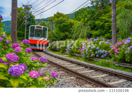 Hydrangea blooming Hakone Tozan Railway 115108196