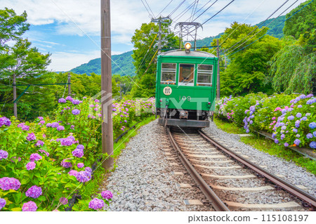 Hydrangea blooming Hakone Tozan Railway 115108197