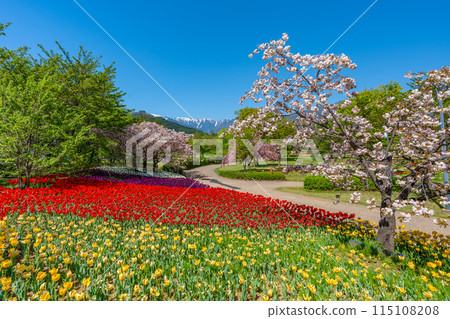 Azumino Park: Northern Alps, cherry blossoms and tulips (Azumino City, Nagano Prefecture) 115108208