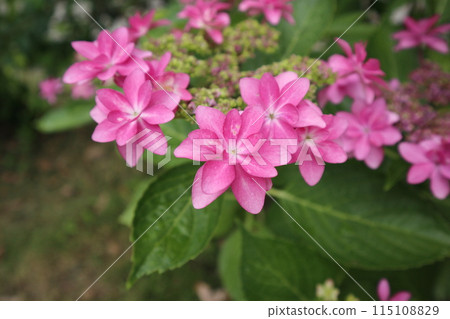 Purple hydrangea flowers, horizontal shot Purple hydrangea flowers, horizontal shot 115108829