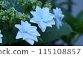 Blue hydrangea 115108857