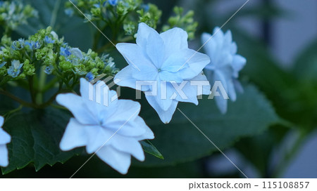 Blue hydrangea 115108857