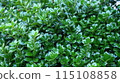Fresh green leaves 115108858