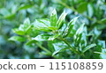 Leaves wet with rain 115108859