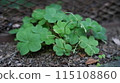 Three leaves 115108860