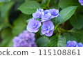 Blue hydrangea 115108861