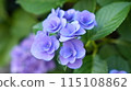 Blue hydrangea 115108862