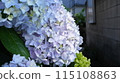 White hydrangea 115108863