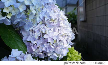 White hydrangea White hydrangea 115108863