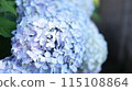 Blue hydrangea 115108864