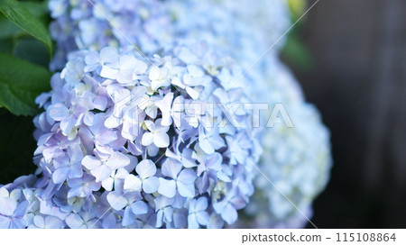 Blue hydrangea Blue hydrangea 115108864