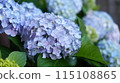 Blue hydrangea 115108865