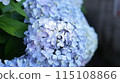 Blue hydrangea 115108866