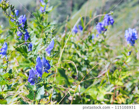 Aconite blooming in the grassland Aconite blooming in the grassland 115108931