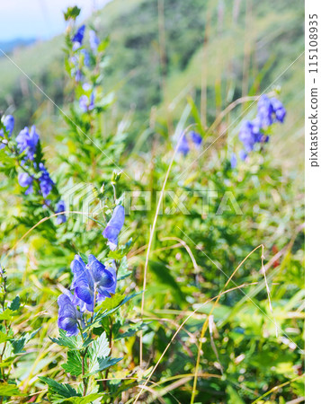 Aconite blooming in the grassland 115108935