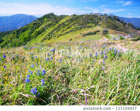 霧峰高原草原上綻放的鷲峰和草原甲蟲 霧峰高原草原上綻放的鷲峰和草原甲蟲 115108937