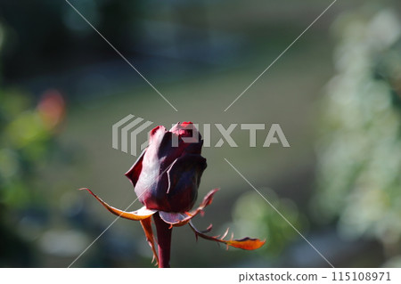 Arao City Ominous Citizen Flower Bed Rose Flower, 115108971