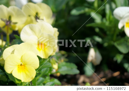 Yellow pansy 3 115108972