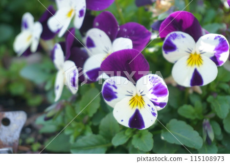 Purple and white pansy flowers 2 115108973