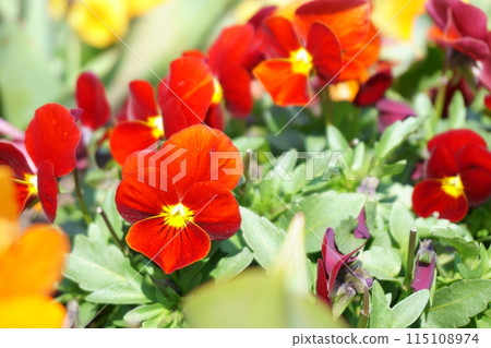 Red pansy flower 115108974