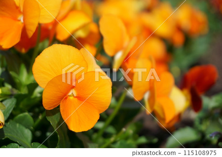 Orange pansy 115108975