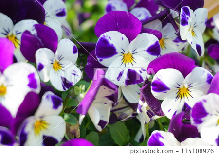 Purple and white pansy flower 1 115108976