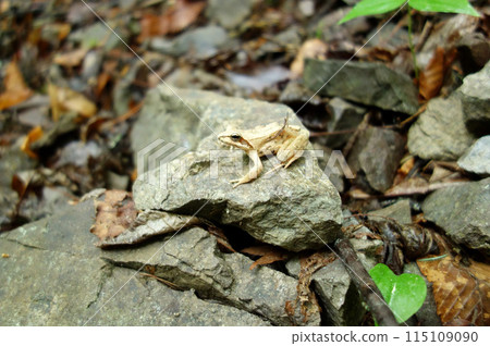 塔哥蛙（板鳥澤）（山梨縣河口湖町） 115109090