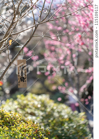 長谷寺的淡香梅(豎) 長谷寺的淡香梅(豎) 115109117