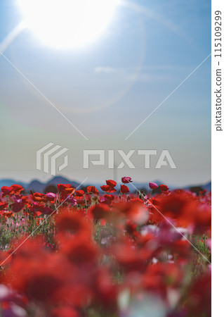 Sunlit poppy field 115109299