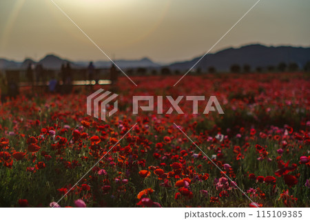 夕陽照亮的罌粟花 夕陽照亮的罌粟花 115109385