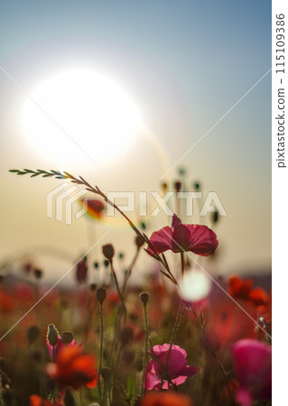 夕陽照亮的罌粟花 夕陽照亮的罌粟花 115109386