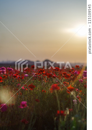 罌粟在夕陽染色 罌粟在夕陽染色 115109545