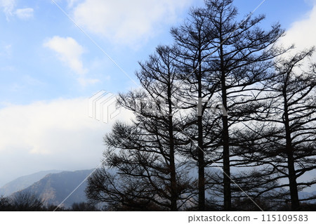 A large larch tree that has lost all its leaves 115109583