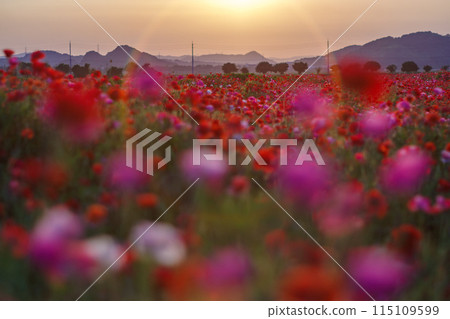 Poppy field in the setting sun 115109599