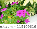 雜色雛菊 115109616
