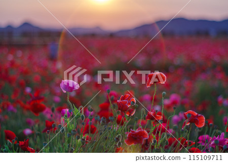 Poppies in the setting sun Poppies in the setting sun 115109711
