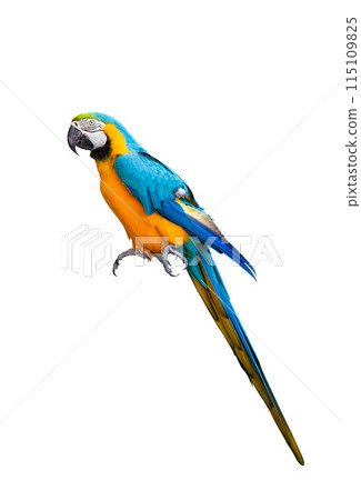 Macaw parrot isolated on white background. ara ararauna macaw parrot. clipping path. Macaw parrot isolated on white background. ara ararauna macaw parrot. clipping path. 115109825