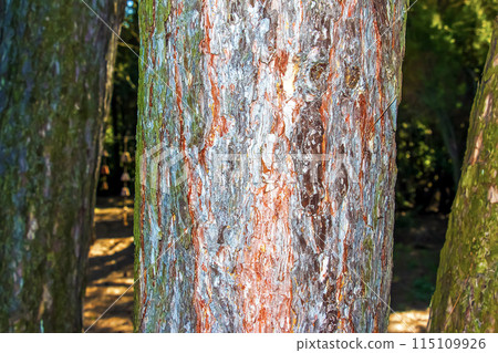 Black pine bark close-up. The texture of the trunk of Pinus nigra. Background from living wood. Forest nature skin Black pine bark close-up. The texture of the trunk of Pinus nigra. Background from living wood. Forest nature skin 115109926