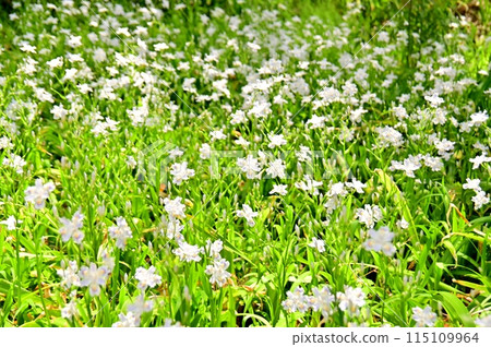 Clusters of fringed flower 115109964