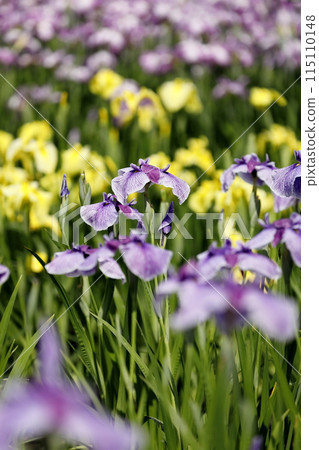 Iris flower 115110148